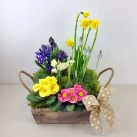 Planters, Plants and Succulents