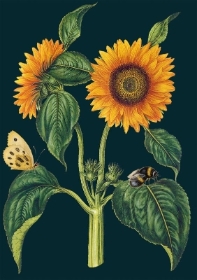 Midnight Botanical Sunflower