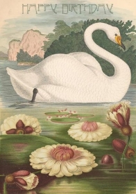 Happy Birthday Swan