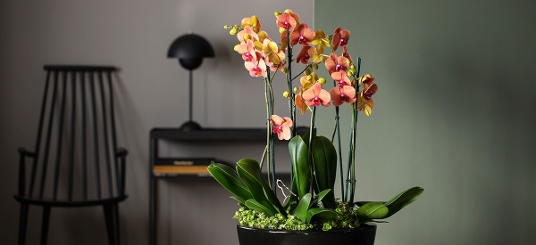 Four Stem Orchid and Planter.