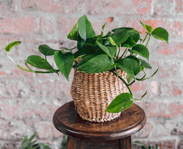 Misc Houseplant in Cover
