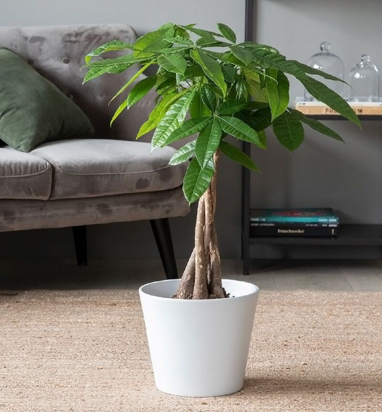 Pachire Plant and Cover