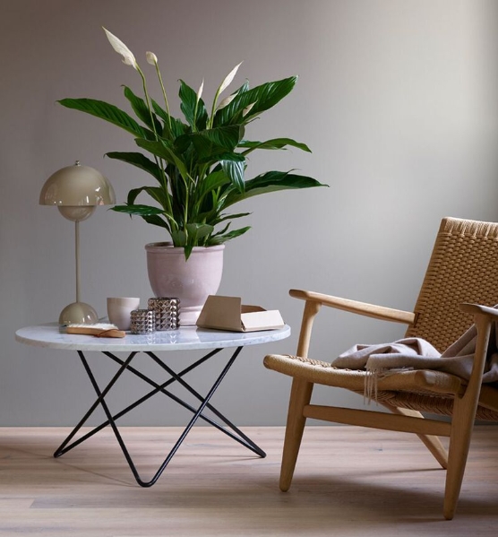 Peace Lily Plant and Cover