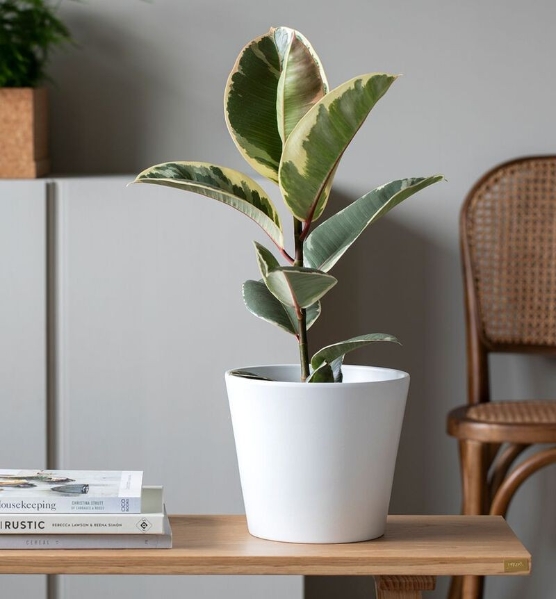 Variegated Ficus 38cm