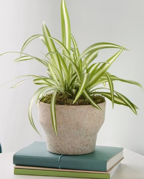 Spider Plant