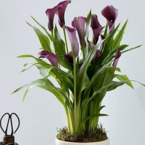Calla Lily   38cm