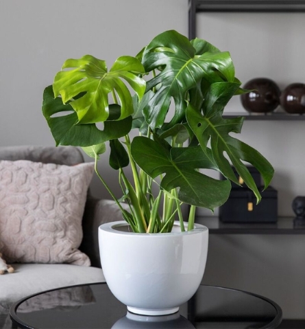 Monstera Plant and Cover