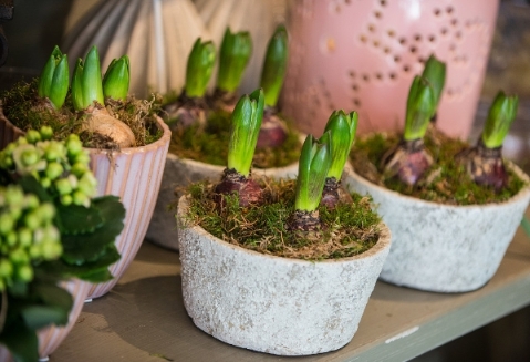 Seasonal Bulbs, Plants and Pots